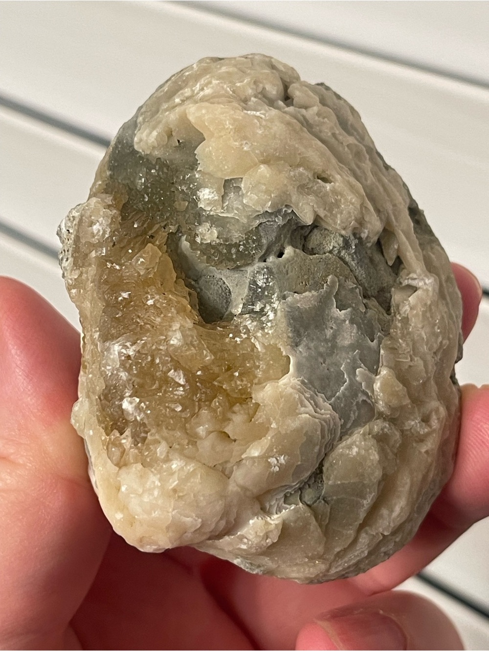 Fossilized clam shell with calcite from Florida